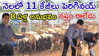 నష్టం చూడలే  Breeders Pride Sheep & Goat Farm @MalleshAdla