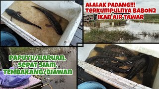 ALALAK PADANG HAMPARAN LUAS ISTANANYA, BABON2 IKAN AIR TAWAR. IKAN GABUS/HARUAN, PAPUYU JUMBO!!!