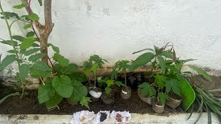 CULTIVA EN MATERA DE CEMENTO EN CASA.