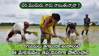 వరి ముదురు నారు నాటుట || ఆలస్యంగా వరి నాట్లు - మెళకువలు || paddy late planting || vari muduru naru