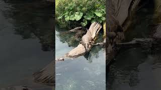 Is this an ALLIGATOR or CROCODILE?