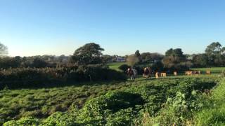 Guernsey Cows timelapse