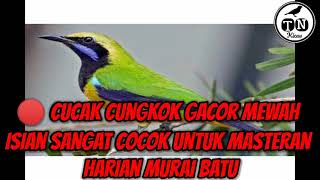 Cucak Cungkok Gacor Mewah Isian Sangat Cocok Untuk Masteran Harian Murai Batu