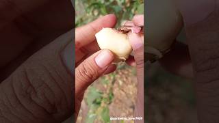 Fruit farming 🍒🍒🍓🍑🍈 #seasonal #harvest #rurallife  #garden #winterfruit  @gardening_lover7469