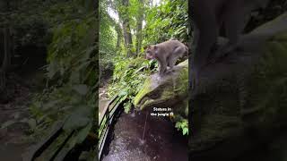 Monkey forest in Ubud (Bali, Indonesia 2023). #forest #jungle #monkey #bali #ubud #indonesia #wild