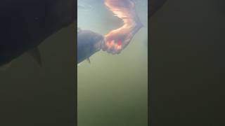 Releasing Bass Underwater POV #fishing #bass #catchandrelease #shorts #short