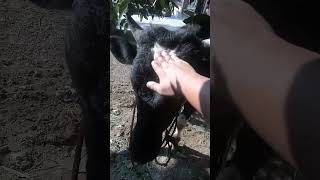 Sapi siap berkorban