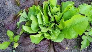 How to grow mustard greens at home - planting to harvest