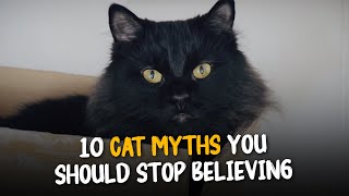 10 Cat Myths You Should Stop Believing