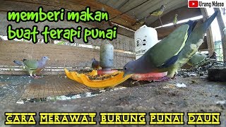 Pakan Punai Buat Terapi Biar Punai Tetap Sehat