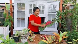 PANEN DAN BIKIN BUKET UNIK DARI PISANG DAN JAHE!!! BUKET EKOLOGIS!!