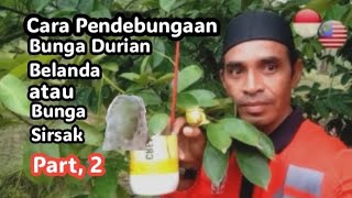 TEKNIK ATAU CARA PENDEBUNGAAN BUNGA DURIAN BELANDA / BUNGA SIRSAK. Part,2.