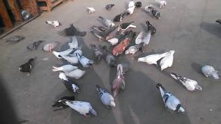 burkha kabootar Pigeons