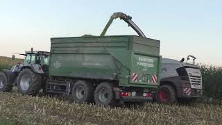 Die Raubkatze zurück im Mais   Claas Jaguar 970 mit Claas Orbis 750 beim Maishäckseln eine Fahrt von