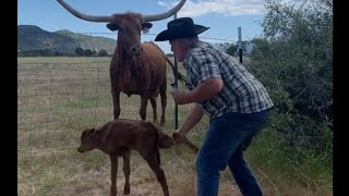 بقرة غاضبة #shorts #cow #farmer