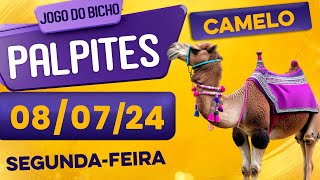 PALPITE DO DIA 08/07/2024 - JOGO DO BICHO 🍀 TODAS AS LOTERIAS 🍀