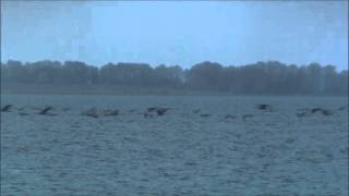 Grues cendrées au Lac du Der en février