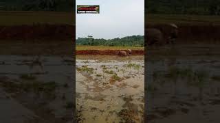 Membajak Sawah menggunakan kerbau di pedesaan jasinga Bogor Barat #shorts