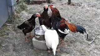 #aseel #asil #hühner starten in einen frostigen Tag #chickens #gamefowl #rooster