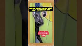 INI HANTU APA BUKAN YA ? #shortvideo #cat #oyenbarbar #funny #catlover