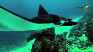 Mantas in Nusa Penida