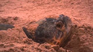 Loggerhead Turtle Nesting At Sunset