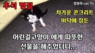 차가운 콘크리트 바닥에 매일잠든 어린길고양이 에게 따뜻한 선물을 해주었더니...