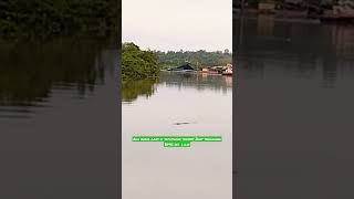 ada buaya di seputaran tempat tambat bmk sungai lilin palembang Sumatera Selatan #shorts #kapal