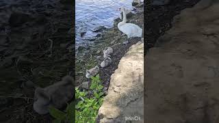 Cute swan babies with mommy/nature/love/relaxing/ 可爱的天鹅宝宝和妈妈一起/有爱的/自然/放松