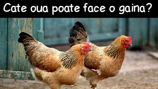 Câte ouă poate depune o găină | Fapte la întâmplare #22