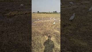 Birds eating insects🦟  #short #birds #eating #insects