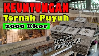 Keuntungan Beternak Puyuh Petelur 2000 Ekor