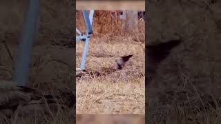 Bird Vs Eagle Fight #shorts #eagle #bird