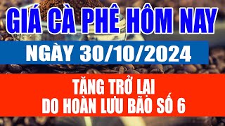 Giá cà phê hôm nay 30/10/2024: Tăng trở lại do hoàn lưu bão số 6 #giacaphe