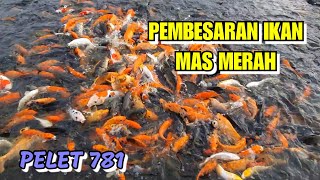 pembesaran ikan mas merah, calon jumbo