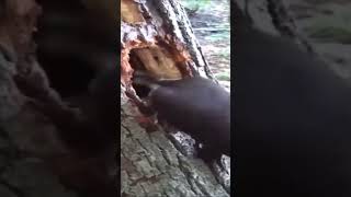 Woodpecker 🐦# very nice work 👍#shortvideo