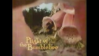 Plight of the Bumblebee (1984)