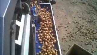 Tong Potato Weigh Conveyor