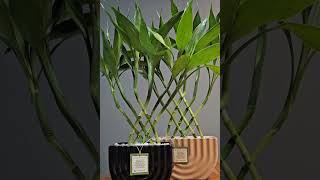 Bambu da Sorte !!! lindo efeito ornamental .🎋#planta #sorte #ornamental #decoração #prosperidade