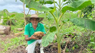 SELECCIÓN Y MÉTODO DE SIEMBRA DE PLÁTANO.