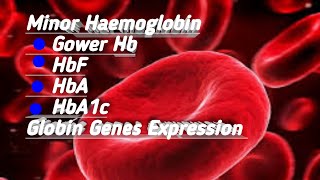 Minor Haemoglobin and Gene Expression [Globular Heme Proteins Part-4]