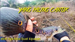 casting 3 jenis predator sekaligus