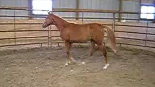 Chestnut Filly 2 twh registered born 07-07-07