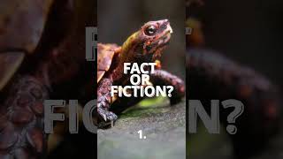 Squirtle Fact or Fiction? - Obscure Pokemon facts