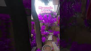 My Purple garden # effect #naadaniyaan  Plz  like and Subscribe