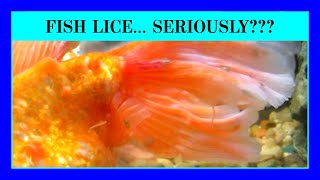 Episode 35: How to Treat Fish Lice. A Common Parasite Problem in Aquariums.