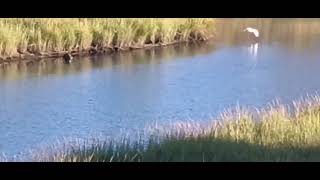 New York City up-close - egret in flight, October 6, 2024