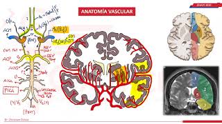 ANATOMÍA VASCULAR- NEUROLOGIA- ENAM 2020