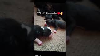 lucy first time maa bni ♥️🥰#pitbulldog #trending #doglover #pitbull #puppies