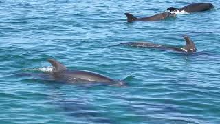 Dolphins Isla Ensenada